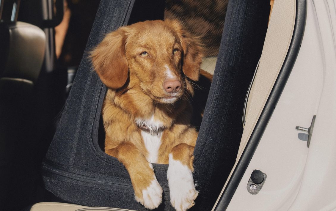 A dog sitting in a Tavo pet crate in a car.