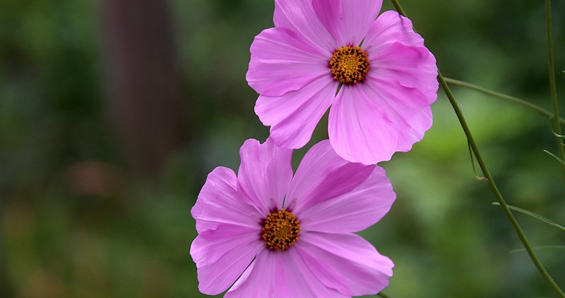 An image of two purple garden cosmos flowers in the countryside