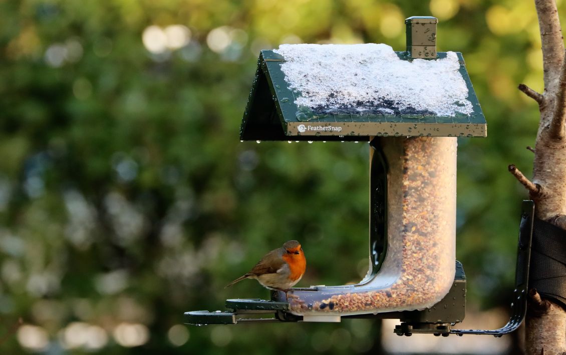 A FeatherSnap bird table with arobin on it