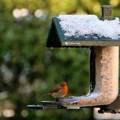 A FeatherSnap bird table with arobin on it