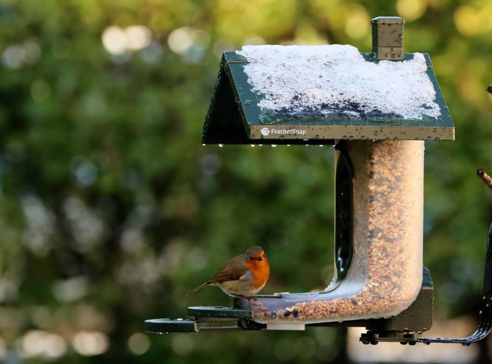 Win a FeatherSnap Scout bird feeder