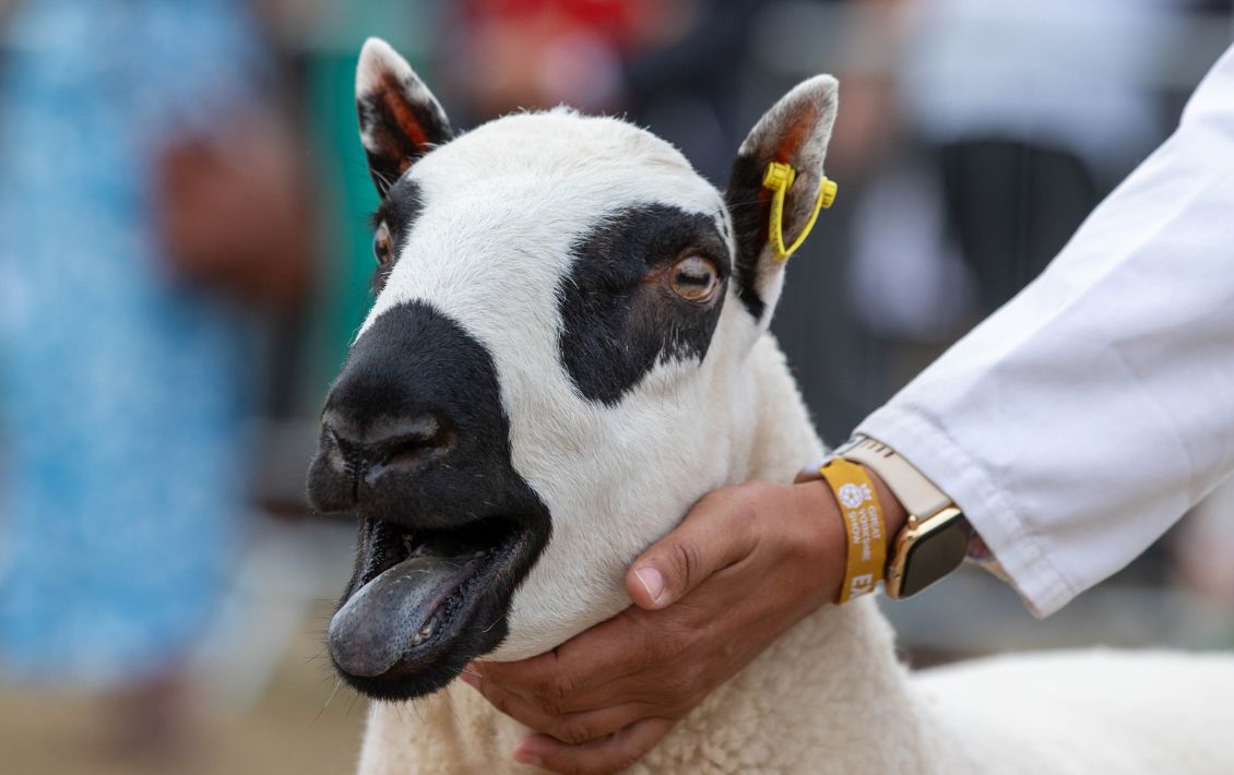A sheep being exhibited at the Great Yorkshire Show