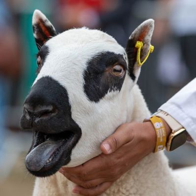 A sheep being exhibited at the Great Yorkshire Show
