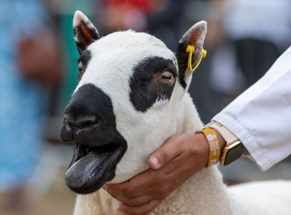 Save up to 27% on Great Yorkshire Show tickets