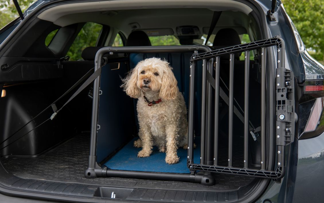 A cream coloured dog in a travel crate in the back of a car